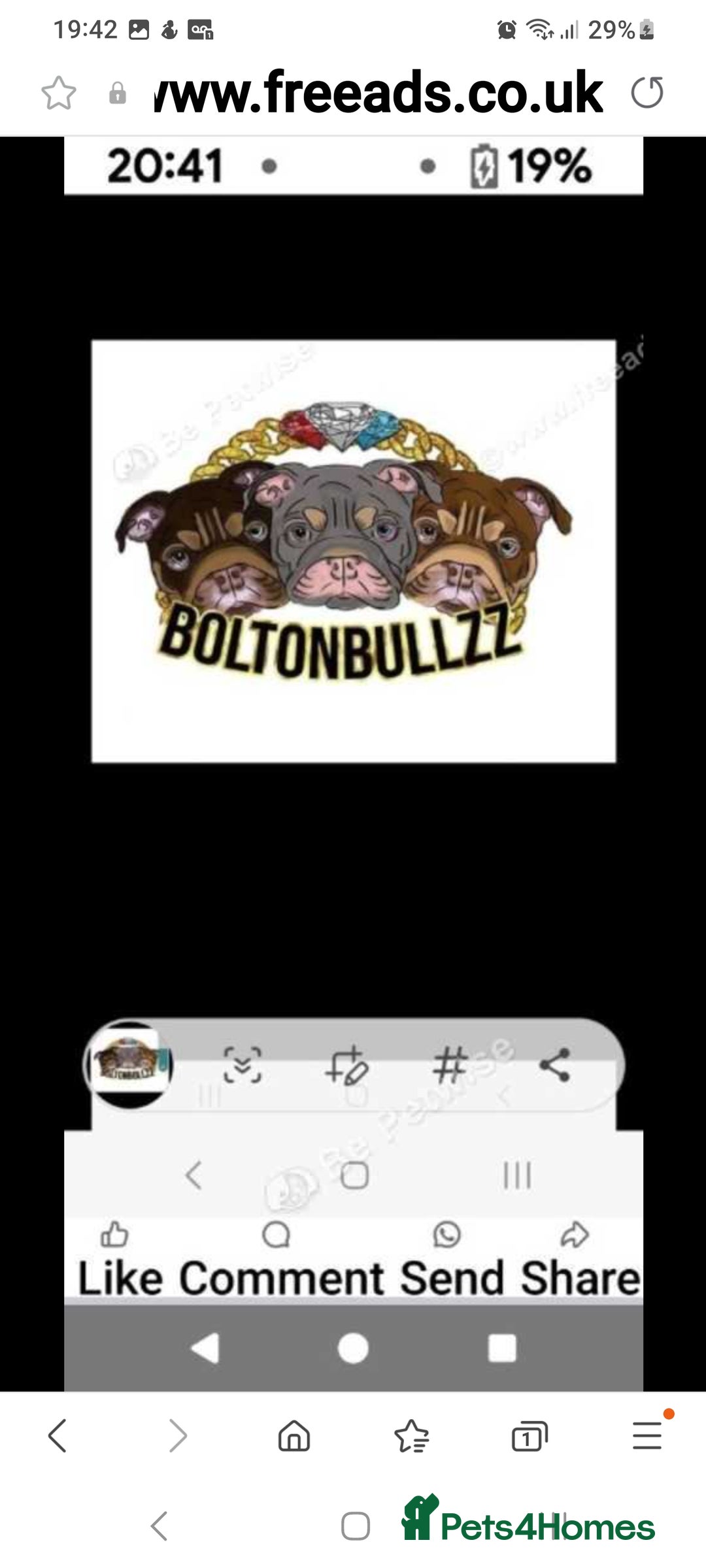 English Bulldog dogs for sale: Kc reg British bulldogs  - Image 14