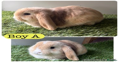 Mini Lop rabbits in Manchester - Advert 2