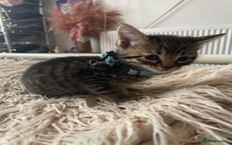 Mixed Breed cats for sale: 7 Half Snow Bengal kittens - Image 10