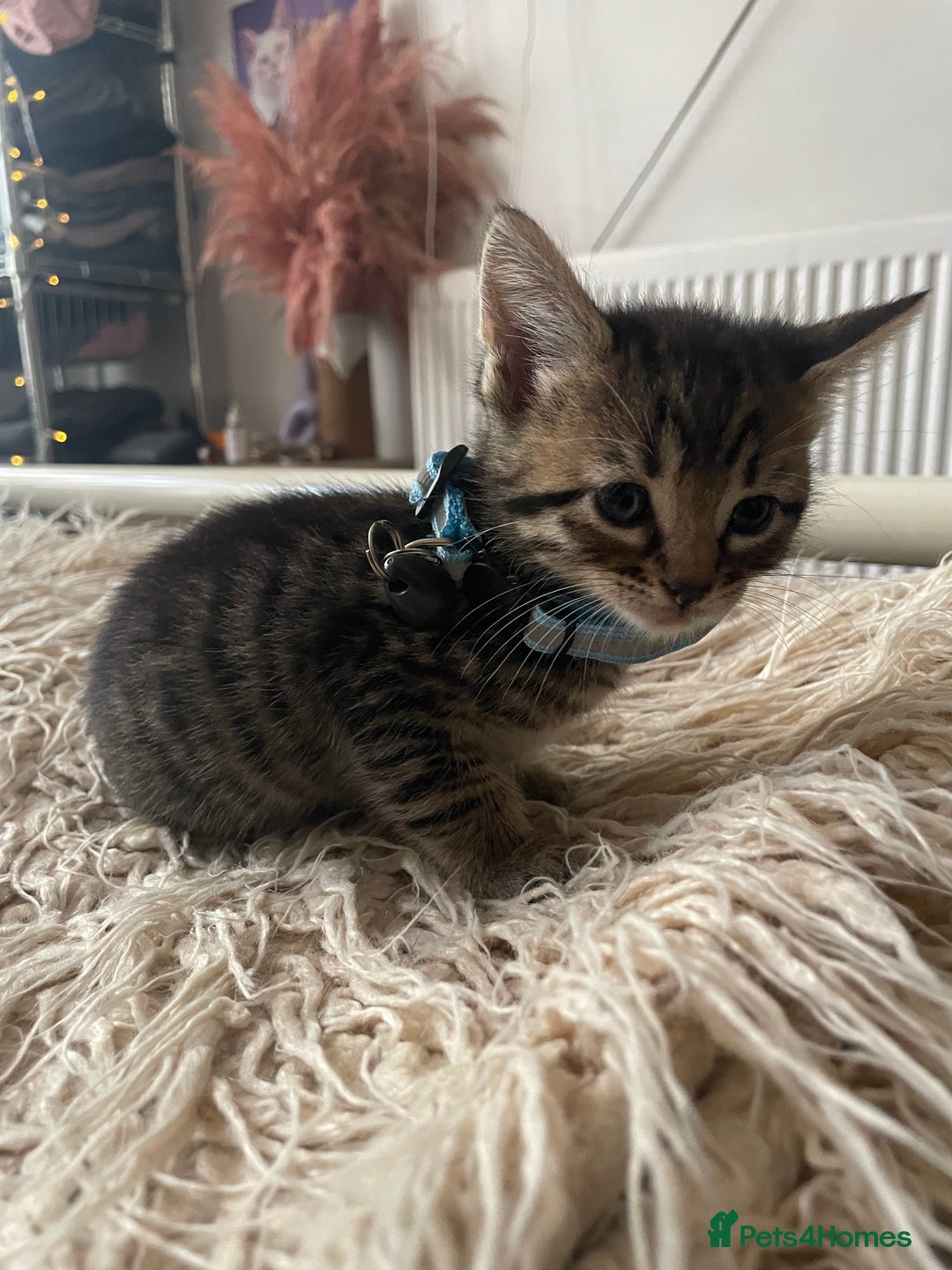 Mixed Breed cats for sale: 7 Half Snow Bengal kittens - Image 10