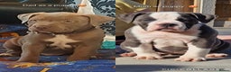 Mixed Breed dogs for sale: Old english bulldog cross american bulldog 😍❤️  - Advert 8