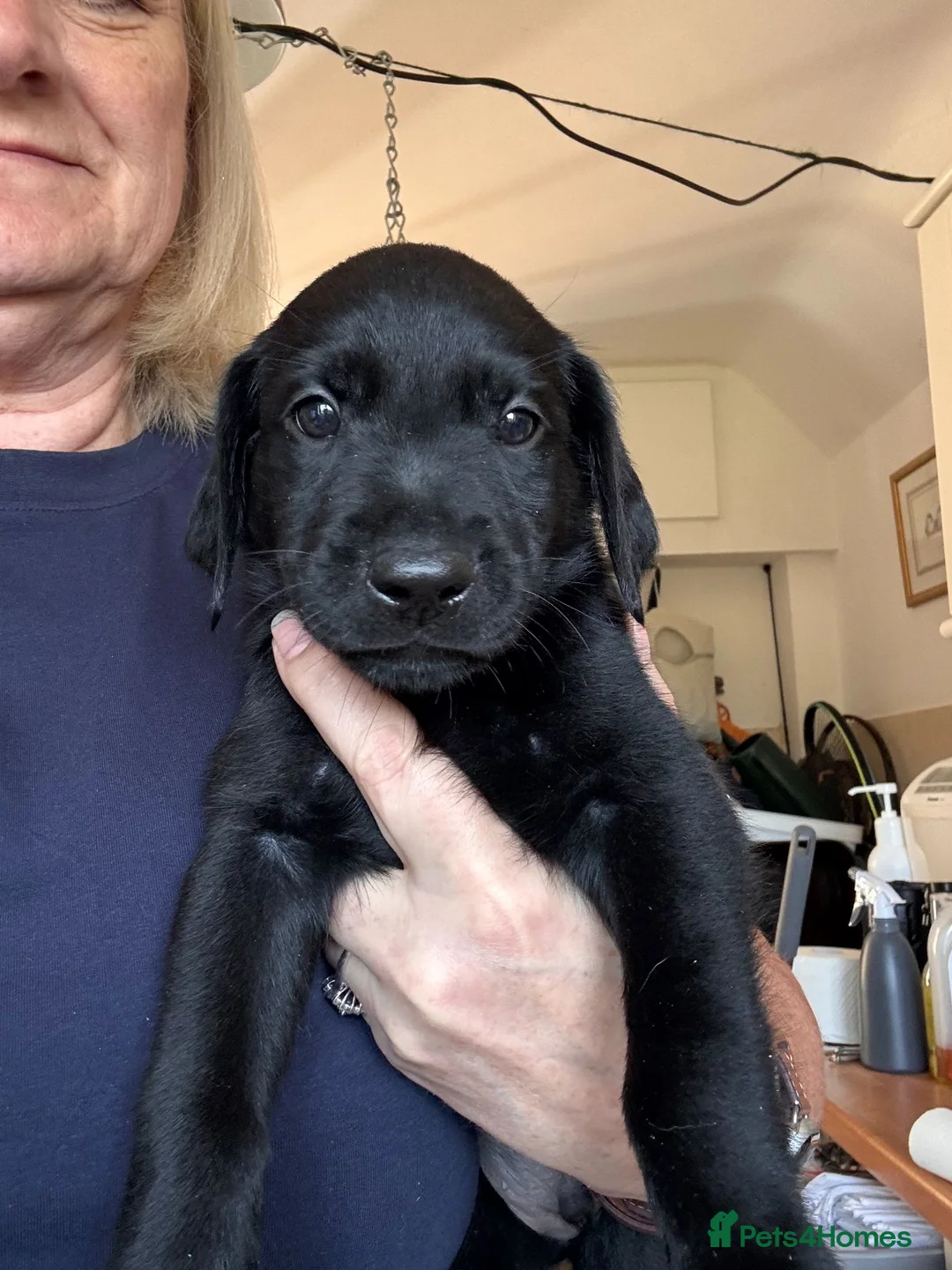 Labrador Retriever dogs for sale: Something a bit special in Horsham - Advert 1