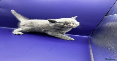 British Shorthair cats - Advert 7