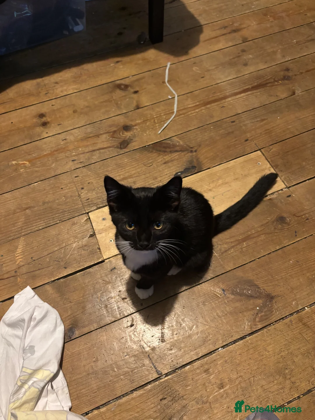 Mixed Breed cats for sale: 10 week old female kitten  in Leeds - Advert 1