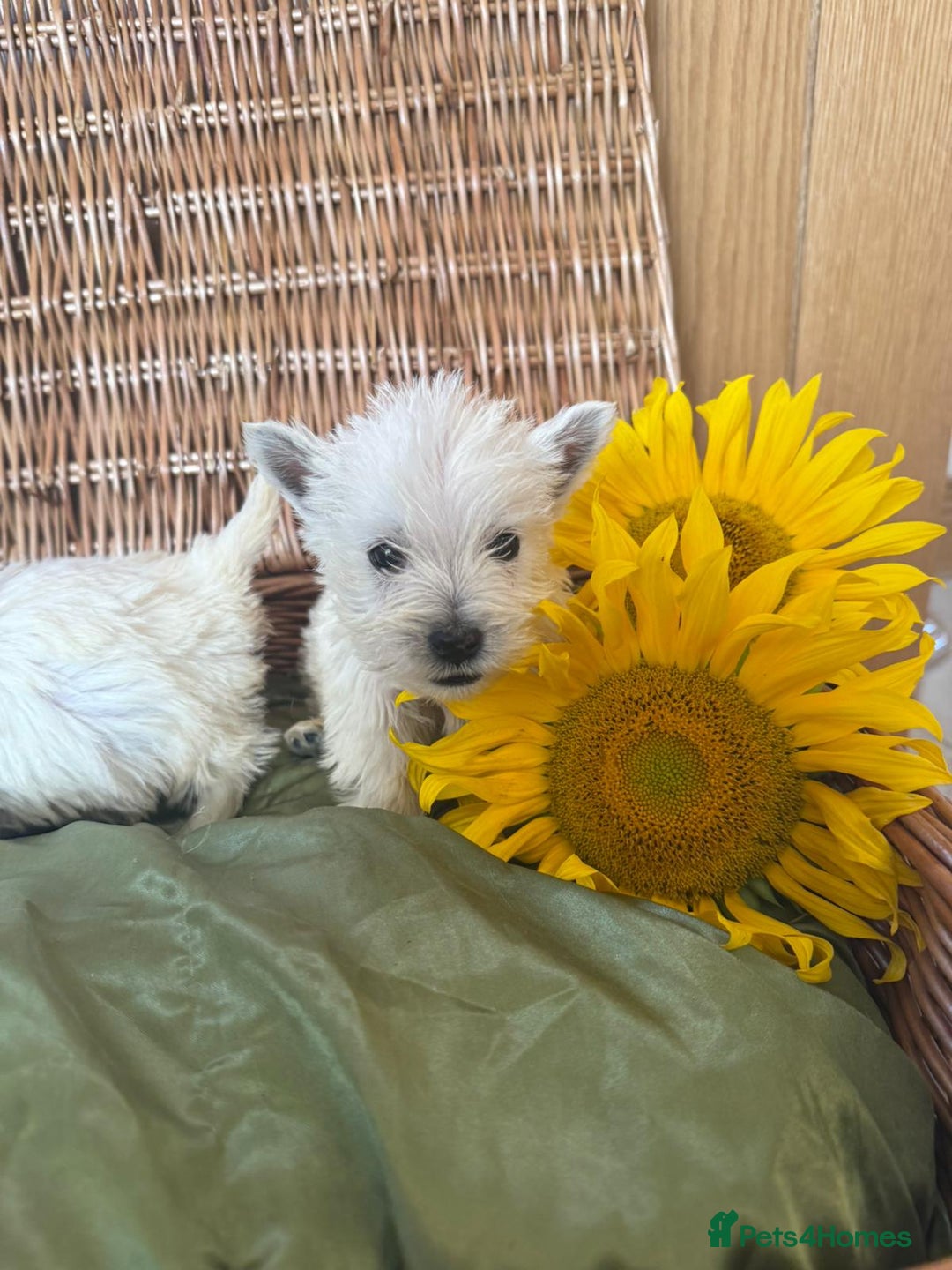West Highland Terrier dogs for sale: Westie puppies  - Image 7