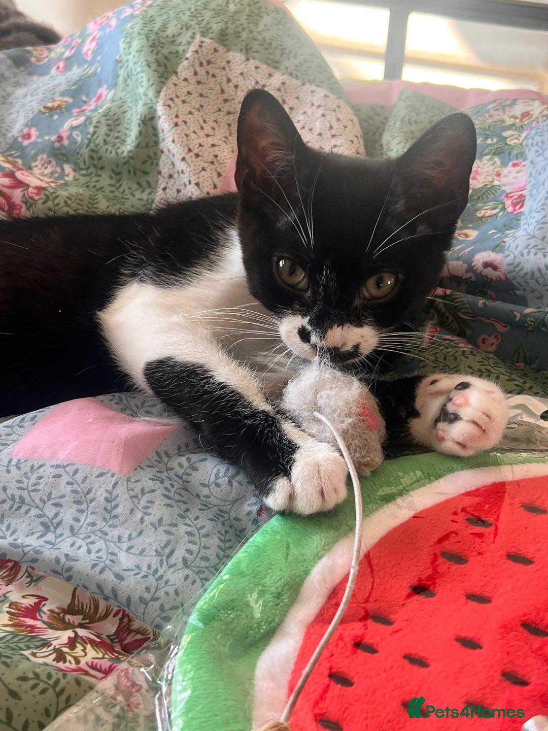 British Shorthair cats for sale: Adorable Male Black and White Kitten - Image 15