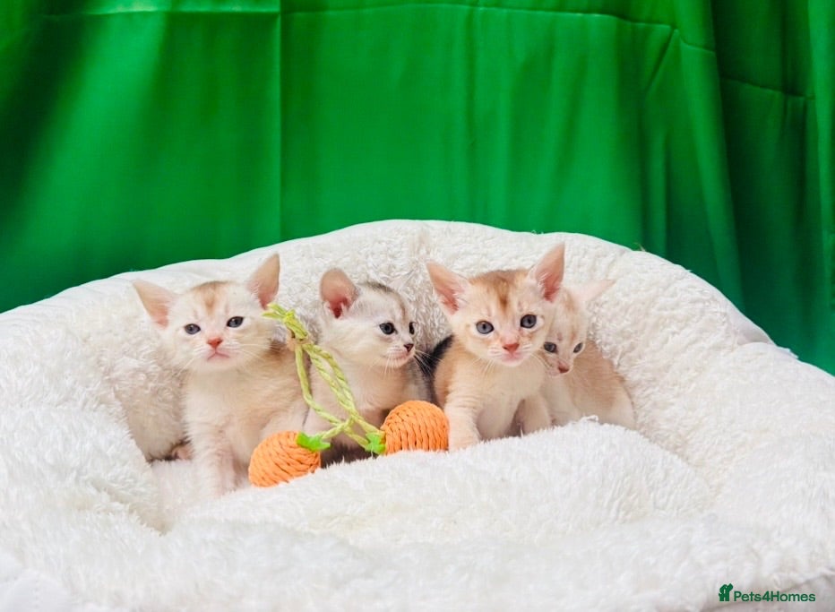 Abyssinian cats ✨ EXCEPTIONAL CHAMPION LINES – SILVER ABYSSINIAN ✨ - Advert 1
