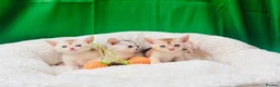 Abyssinian cats for sale: 🌟 CHAMPION LINES SILVER BLACK & SILVER CINNAMON  - Advert 8