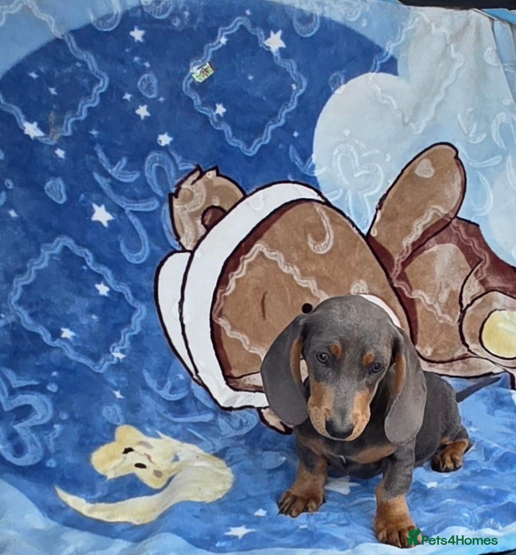 Dachshund dogs Beautiful dachshunds 2 left - Advert 19