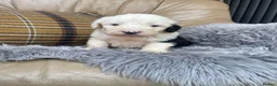 Old English Sheepdog dogs for sale: Old English sheep dog puppies  - Advert 7