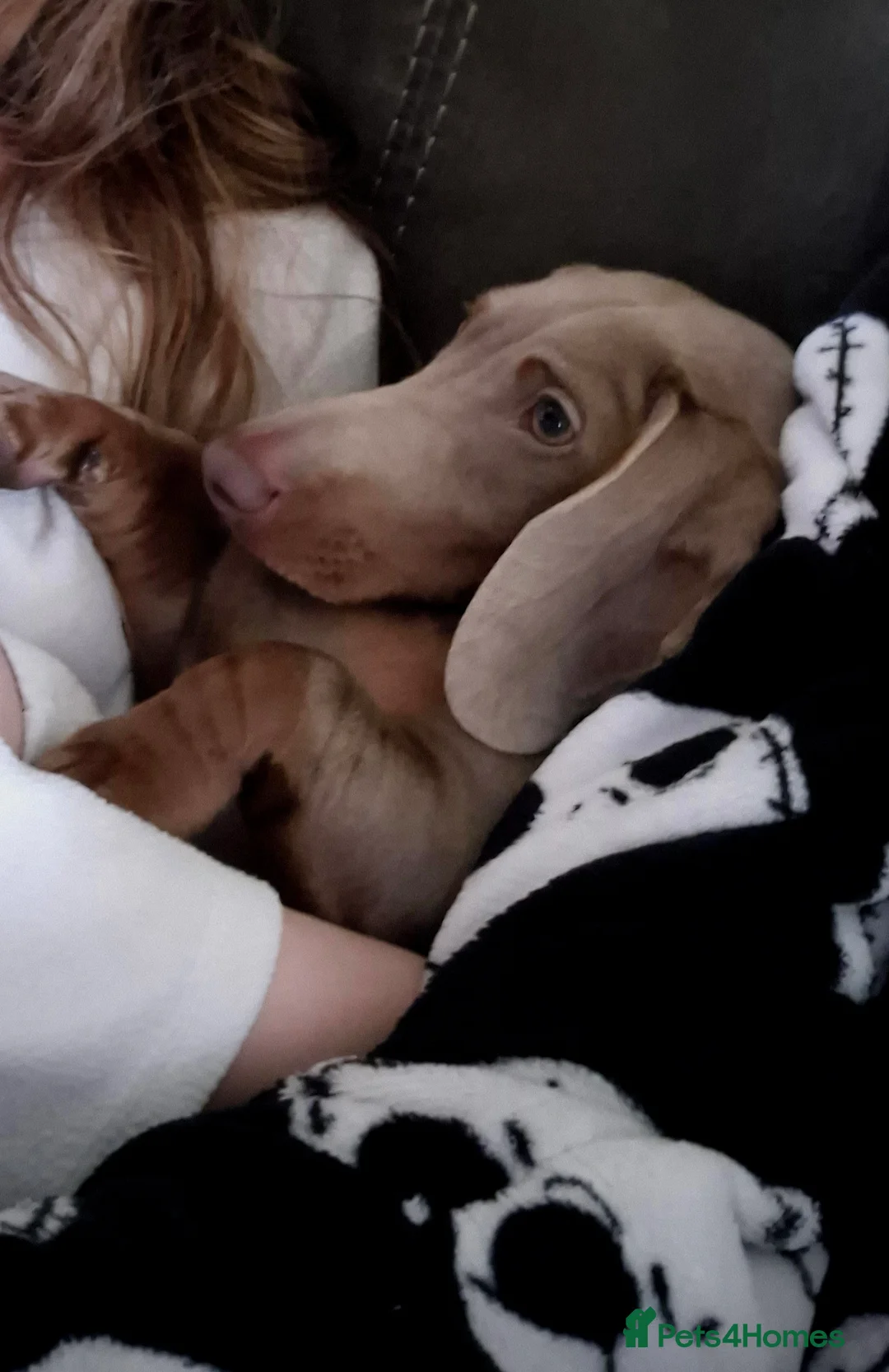 Dachshund dogs for sale: Male 7 month old miniature daschhund  in Margate - Advert 3