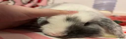 Mini Lop rabbits for sale: pure bred mini lop rabbit in Newton Aycliffe - Advert 5