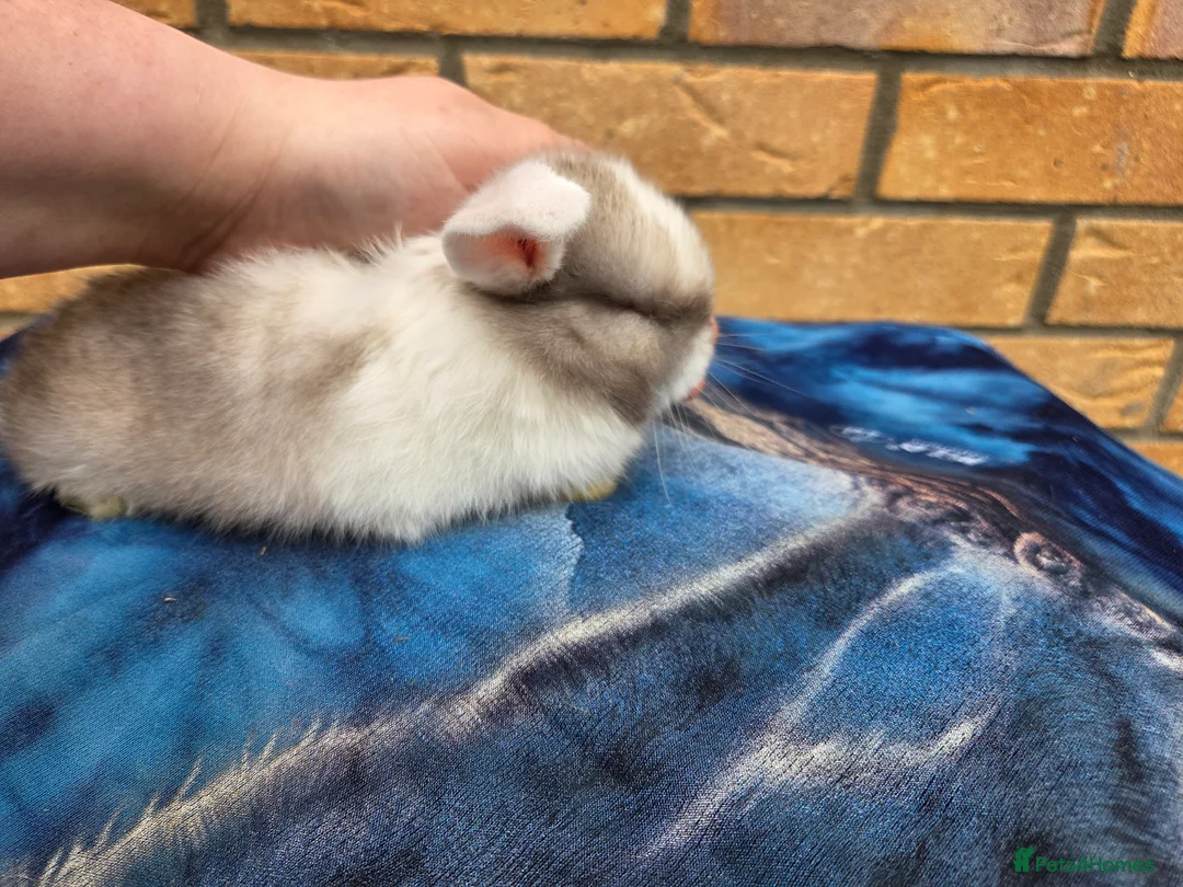 Mini Lop rabbits for sale: Adorable mini lops  - Advert 9