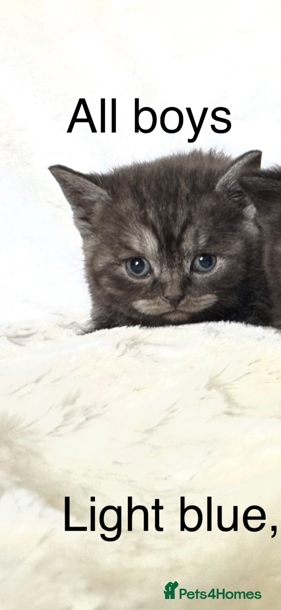 Scottish Fold cats Scottish striaghts / bsh registered  - Advert 2
