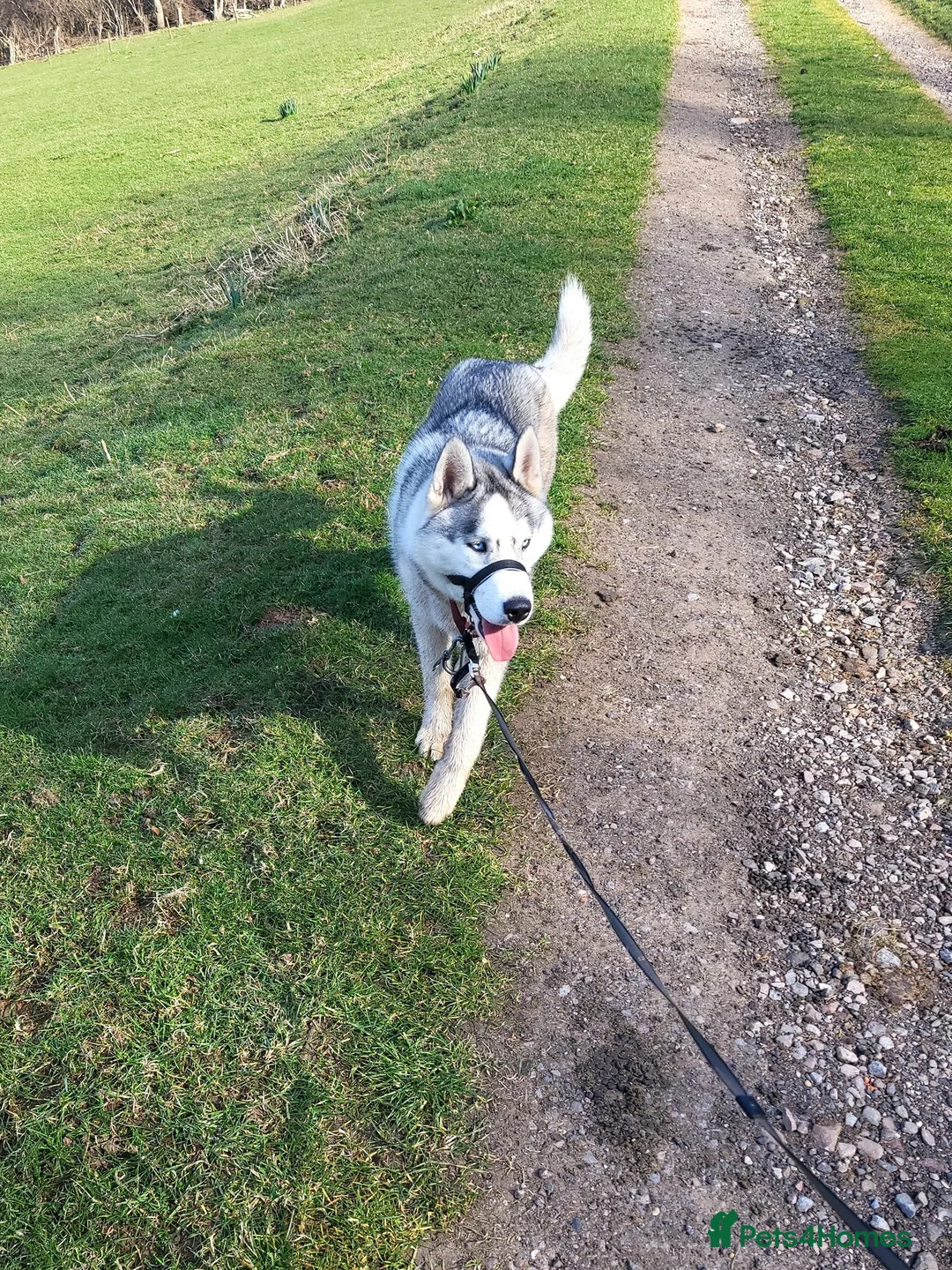 Siberian Husky dogs for stud: Husky for Stud in Drybrook - Advert 1