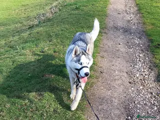 Siberian Husky dogs Husky for Stud - Advert 1