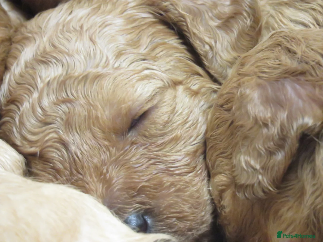 Cockapoo dogs for sale: Beautiful DNA Health tested Cockapoos - Advert 15