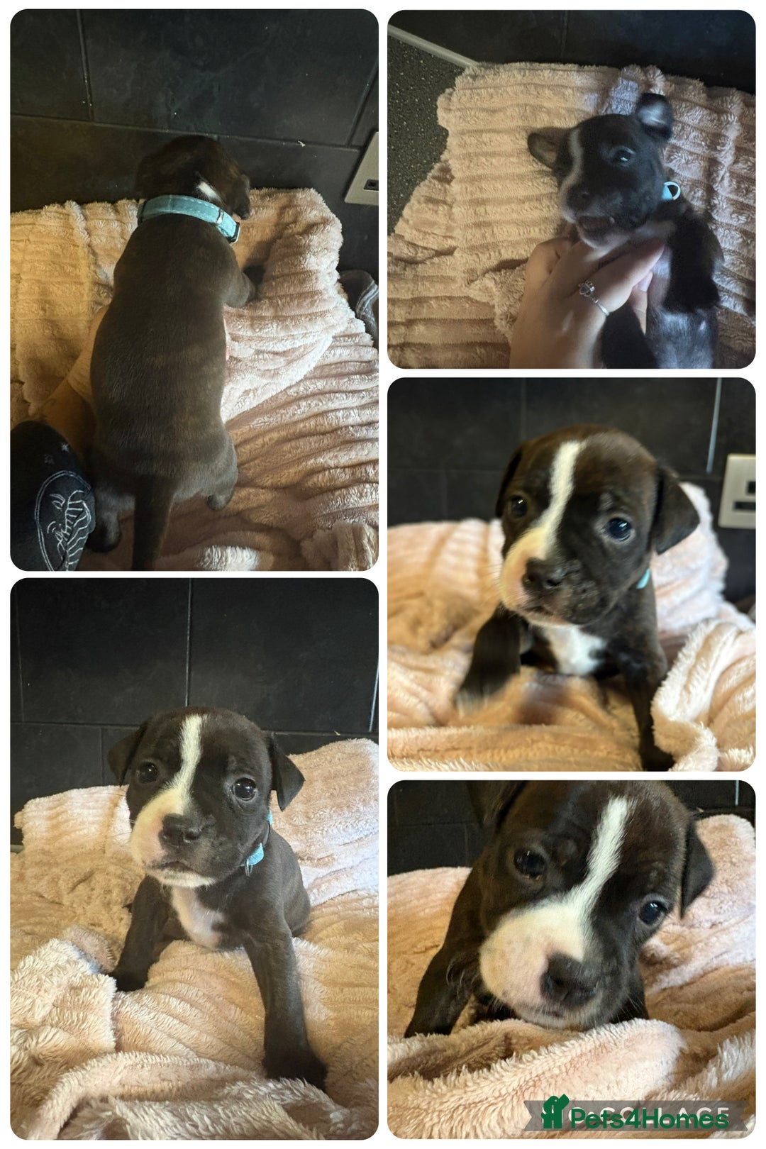 Staffordshire Bull Terrier dogs for sale: Staffordshire bull terrier puppies  - Advert 6
