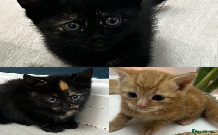 Mixed Breed cats - Advert 3