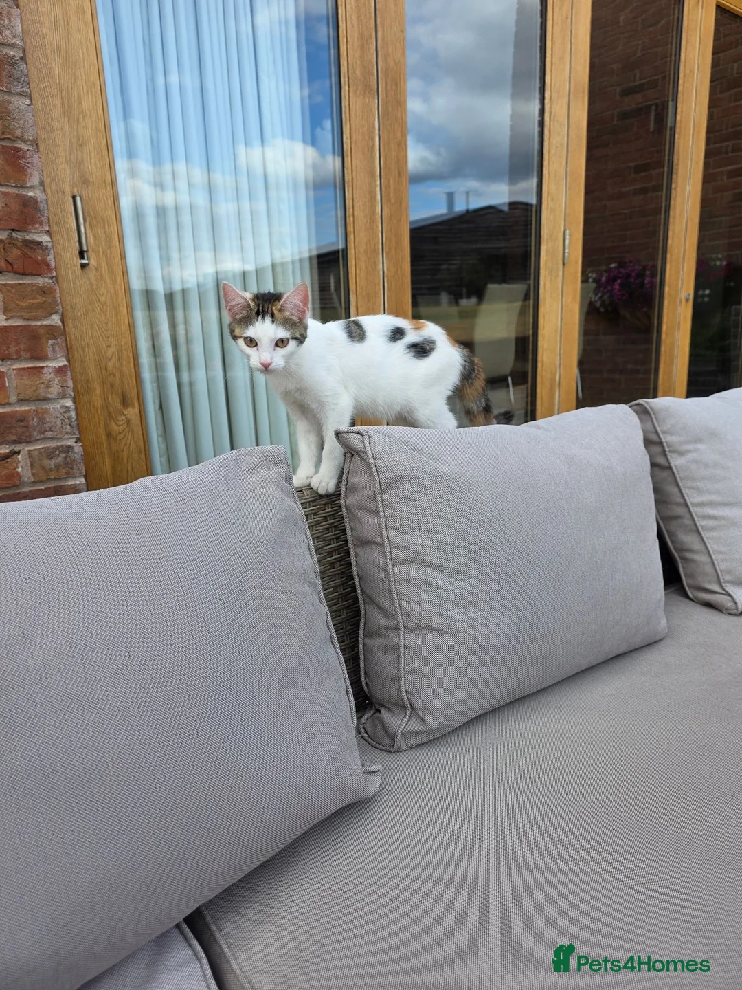 Mixed Breed cats for sale: Mixed breed kittens - Advert 8