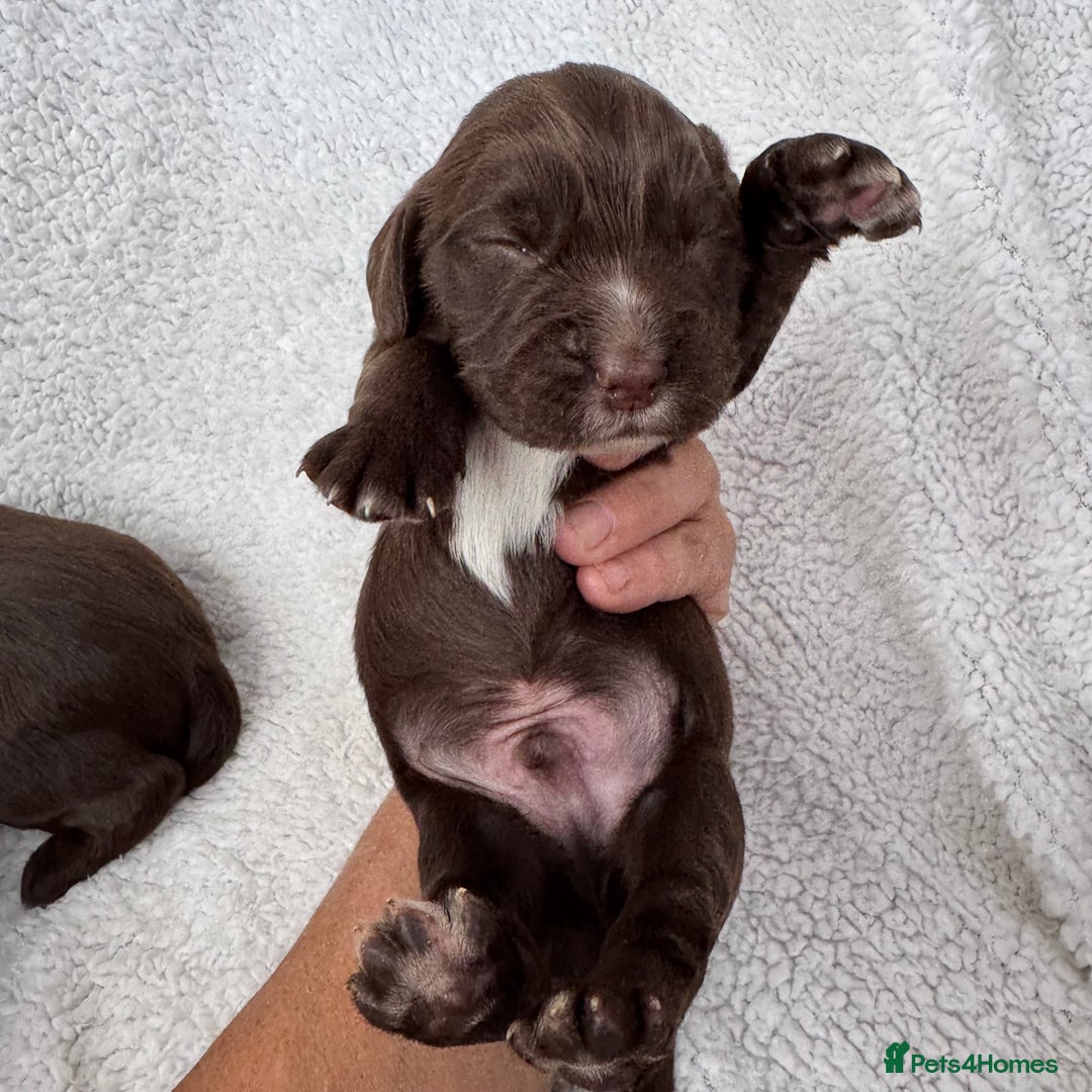Sprocker dogs for sale: Chocolate Spaniels  - Image 7