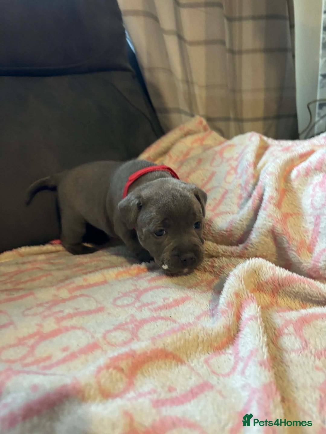 Staffordshire Bull Terrier dogs for sale: Two male four female - Advert 25