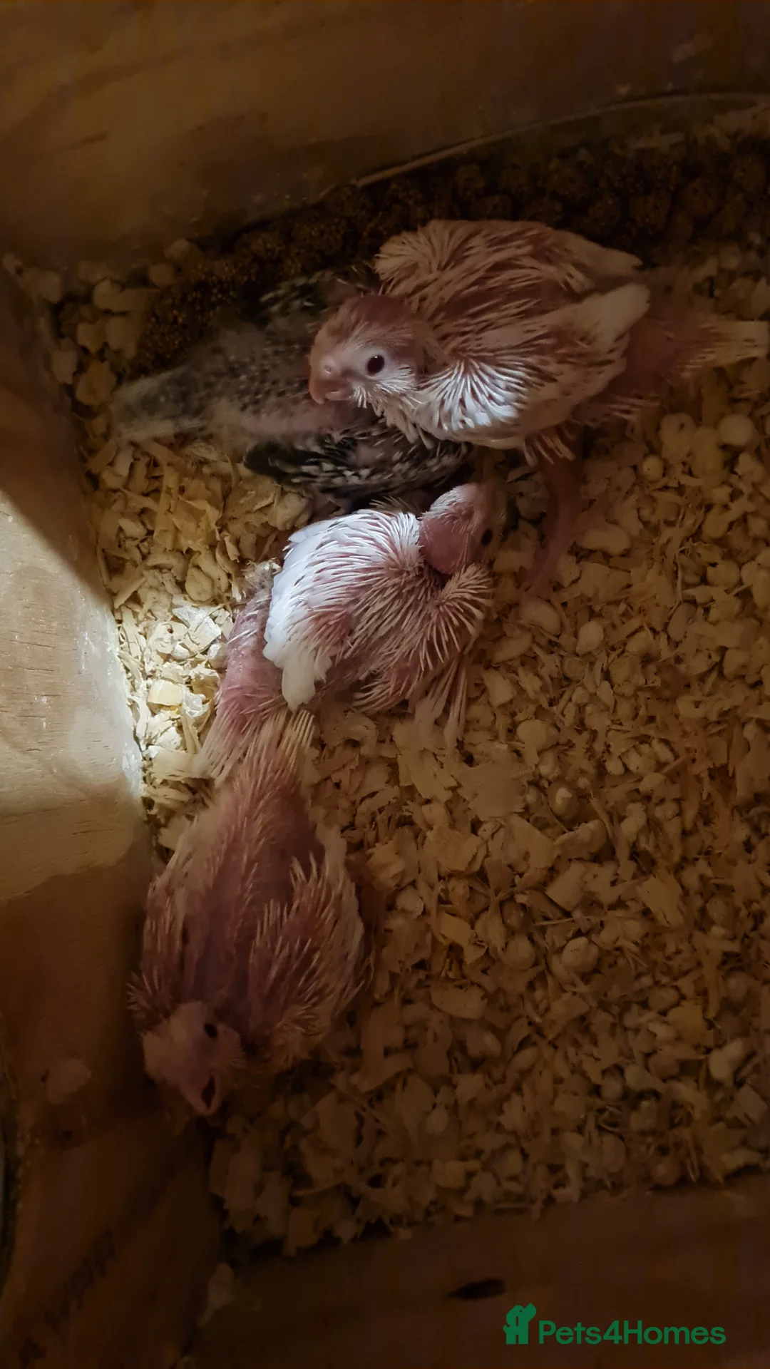 Cockatiels birds for sale: Baby cockatiels for sale  - Advert 14