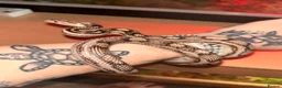 Corn Snake reptiles for sale: Corn snake and enclosure - Advert 1