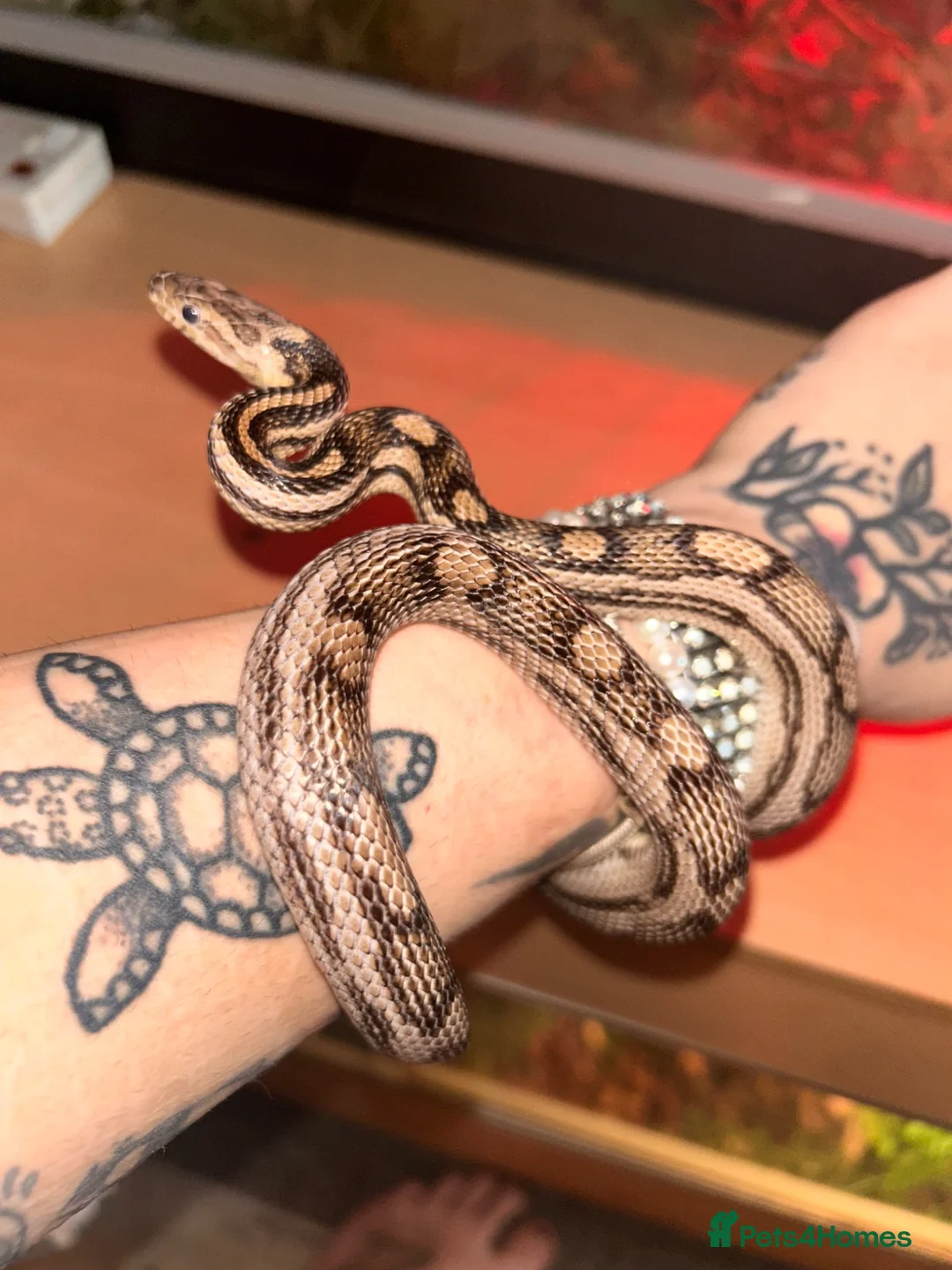 Corn Snake reptiles for sale: Corn snake and enclosure - Advert 1