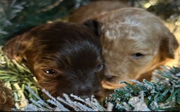 Shihpoo dogs for sale: 4 Beautiful Toy poodle x Shihpoos - Image 6