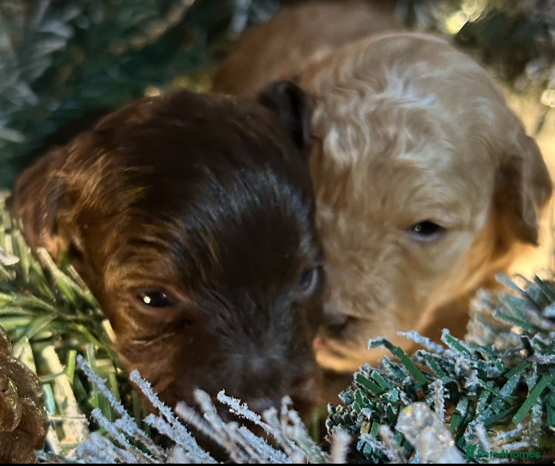 Shihpoo dogs for sale: 4 Beautiful Toy poodle x Shihpoos - Image 6