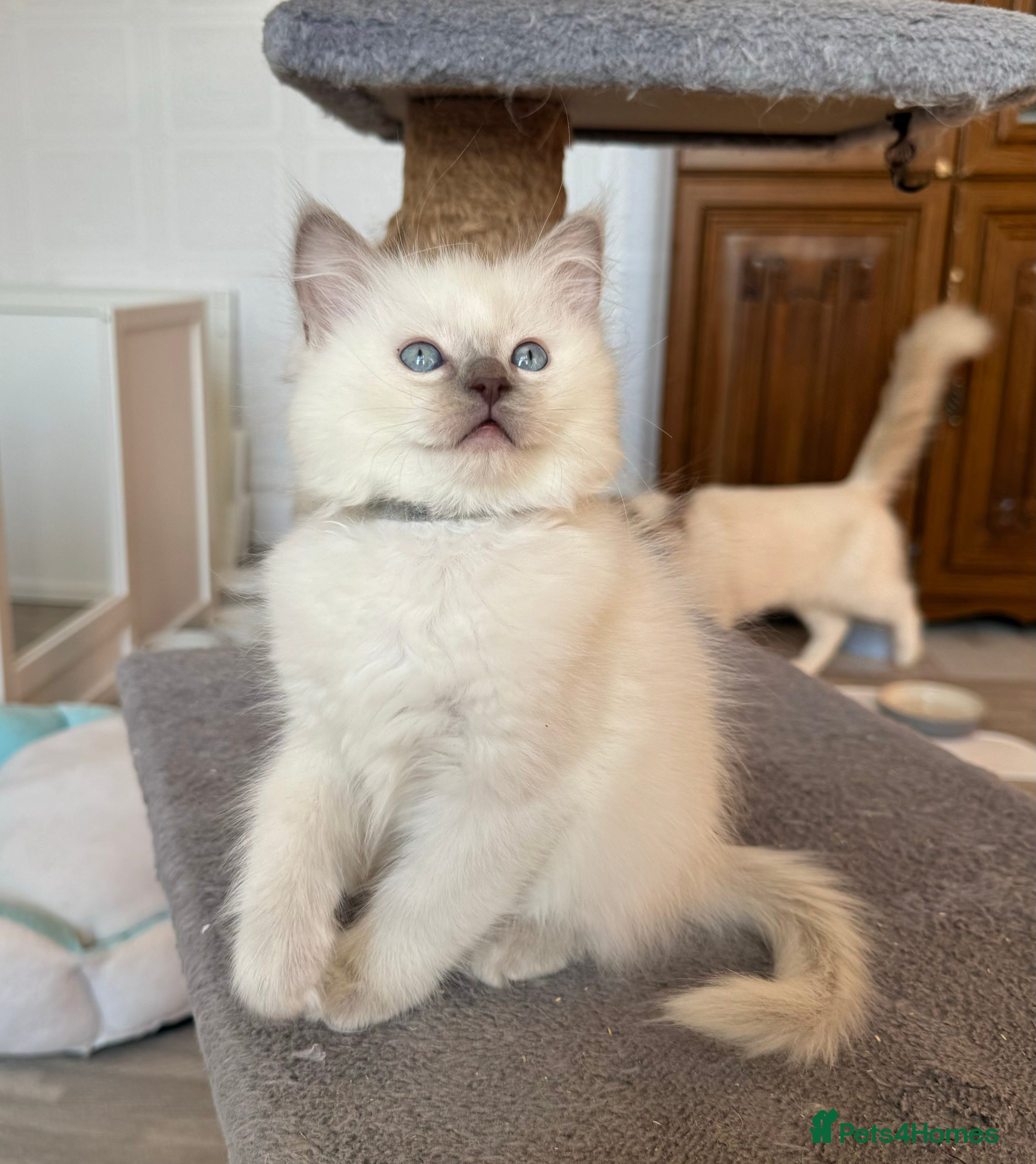 Ragdoll cats Pedigree Championship GCCF Ragdoll Kittens - Advert 2