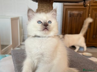 Ragdoll cats Pedigree Championship GCCF Ragdoll Kittens - Advert 3