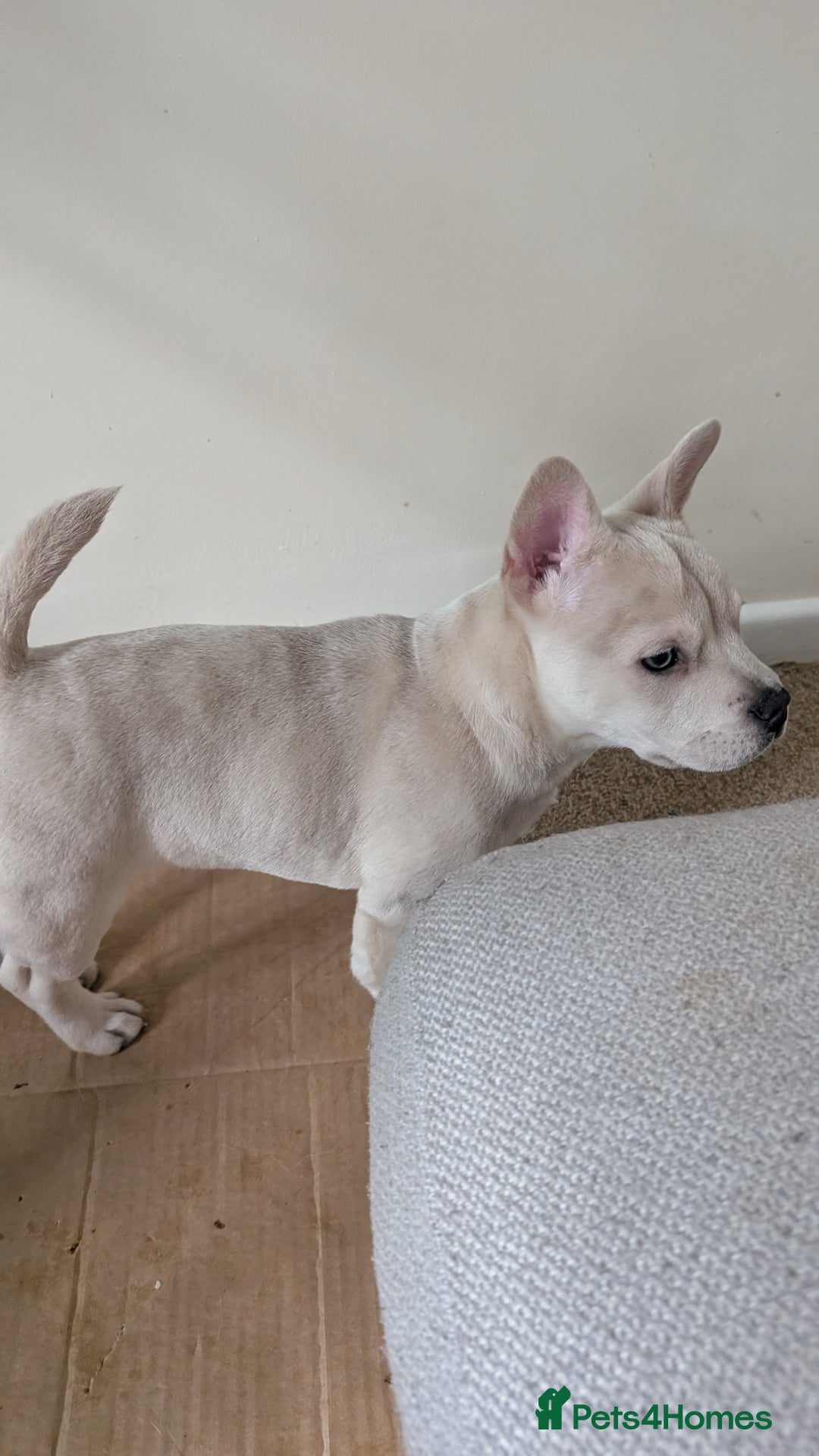 Mixed Breed dogs for sale: 3x Female French Bulldog X Chow Chow puppies.   - Advert 13