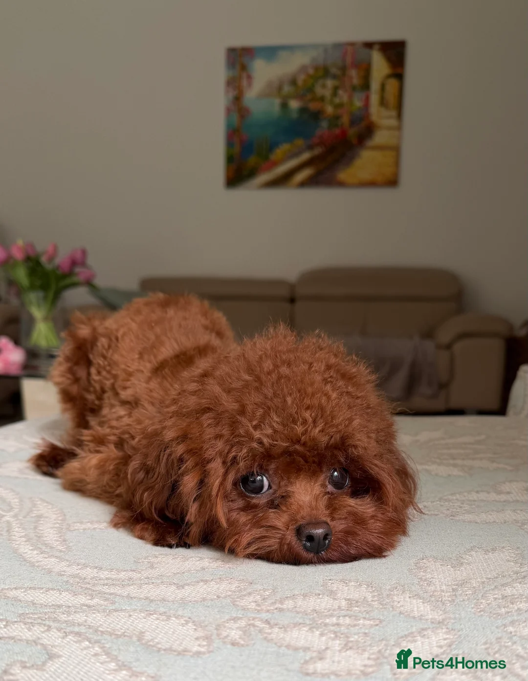 Toy Poodle dogs for stud: Asian toy poodle Stud - Advert 5