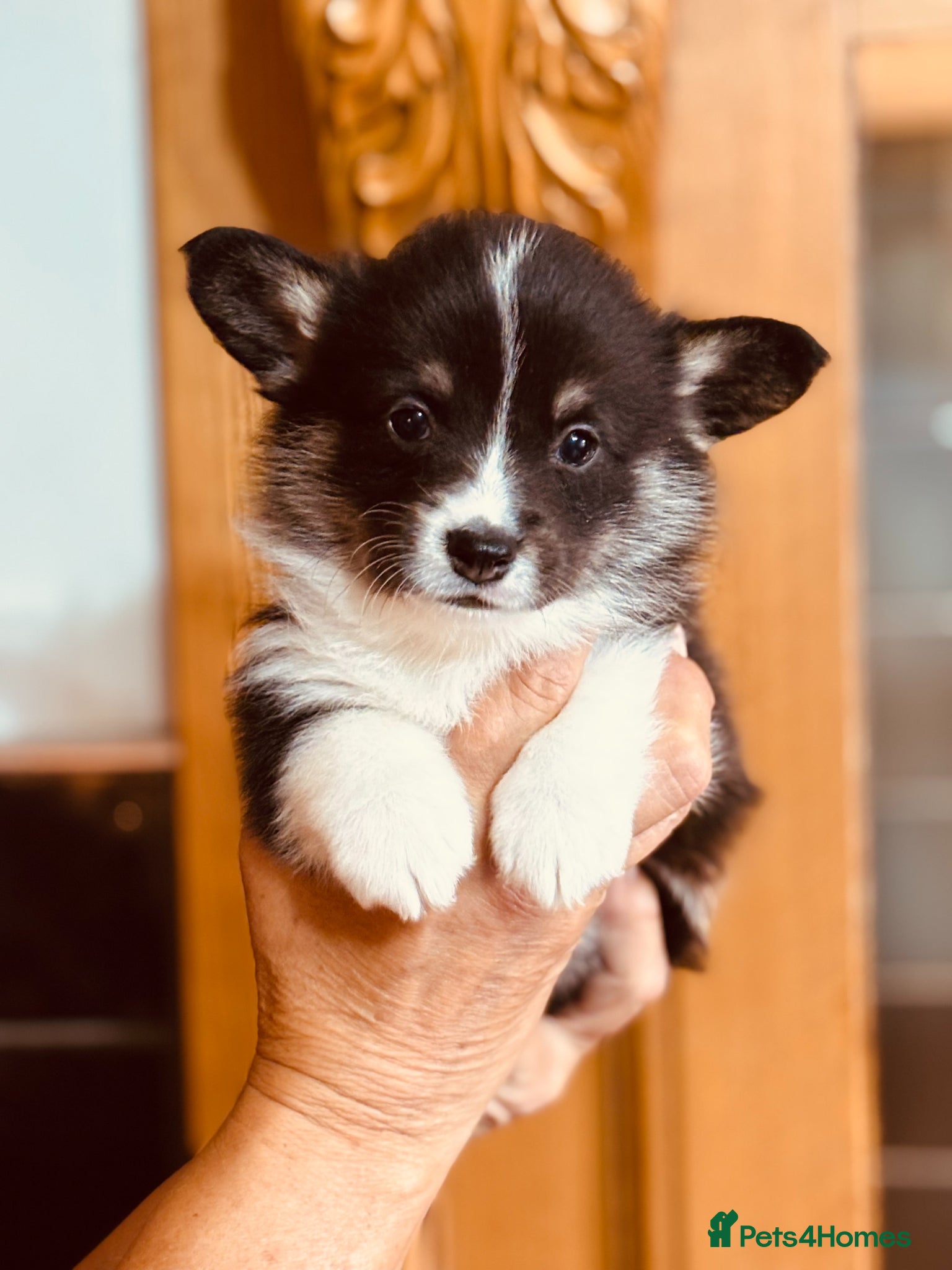 Welsh Corgi Pembroke Puppy 3