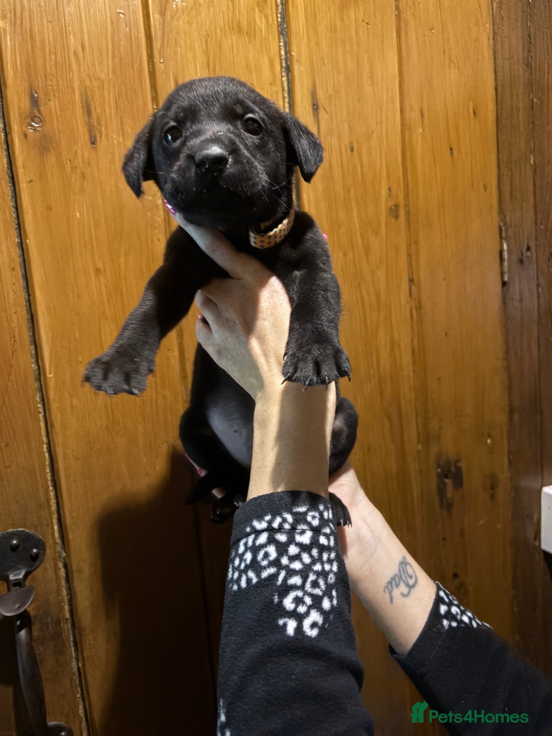Labrador Retriever dogs for sale: Ready to leave now 3 gorgeous males pups left  - Advert 23