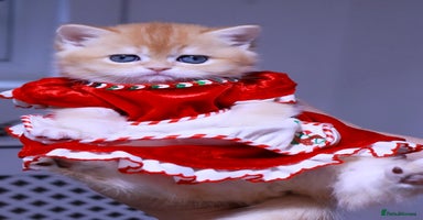 British Shorthair cats ✨Golden British Shorthair ready December✨ - Advert 6