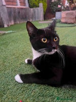 Mixed Breed cats 4 boys and 1 girl ready to find their new homes ^^ - Advert 7