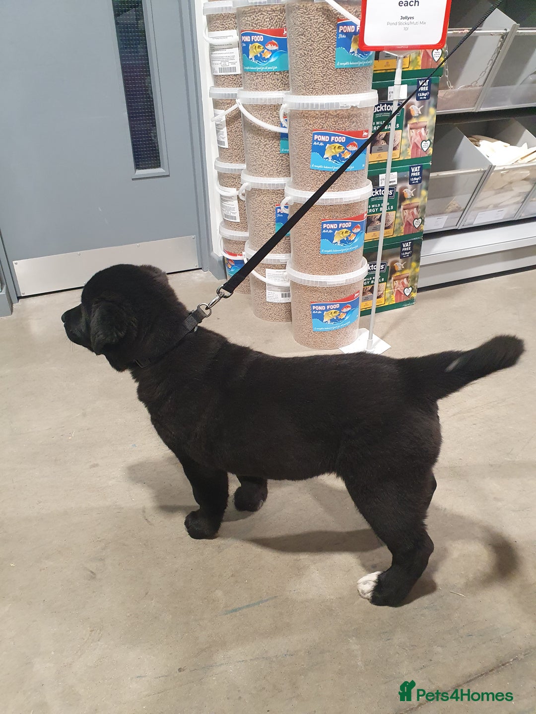 Mixed Breed dogs for sale: Akita and Golden retriever mix - Advert 7