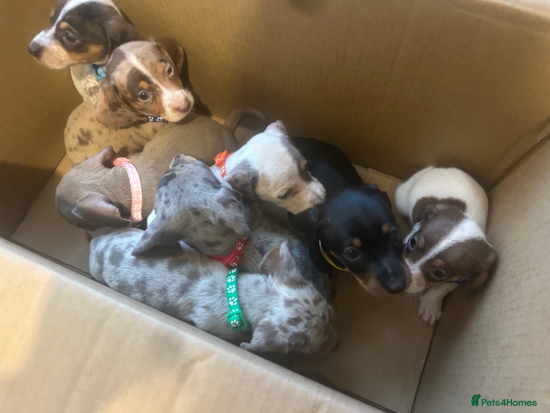 Miniature Dachshund dogs for stud: Mini Dachshund proven stud - Jelly - Image 9