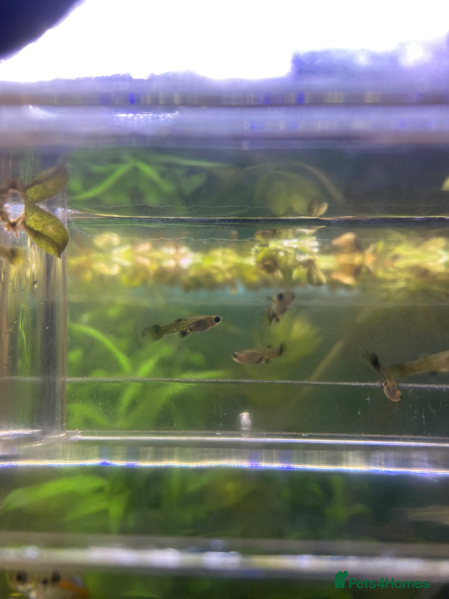 Live Bearers fish Guppy fry and few adult males  - Advert 1