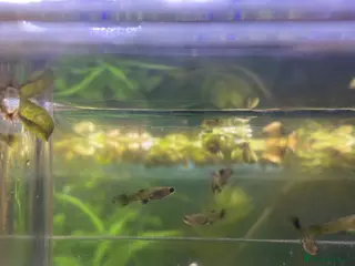 Live Bearers fish Guppy fry and few adult males - Advert 1