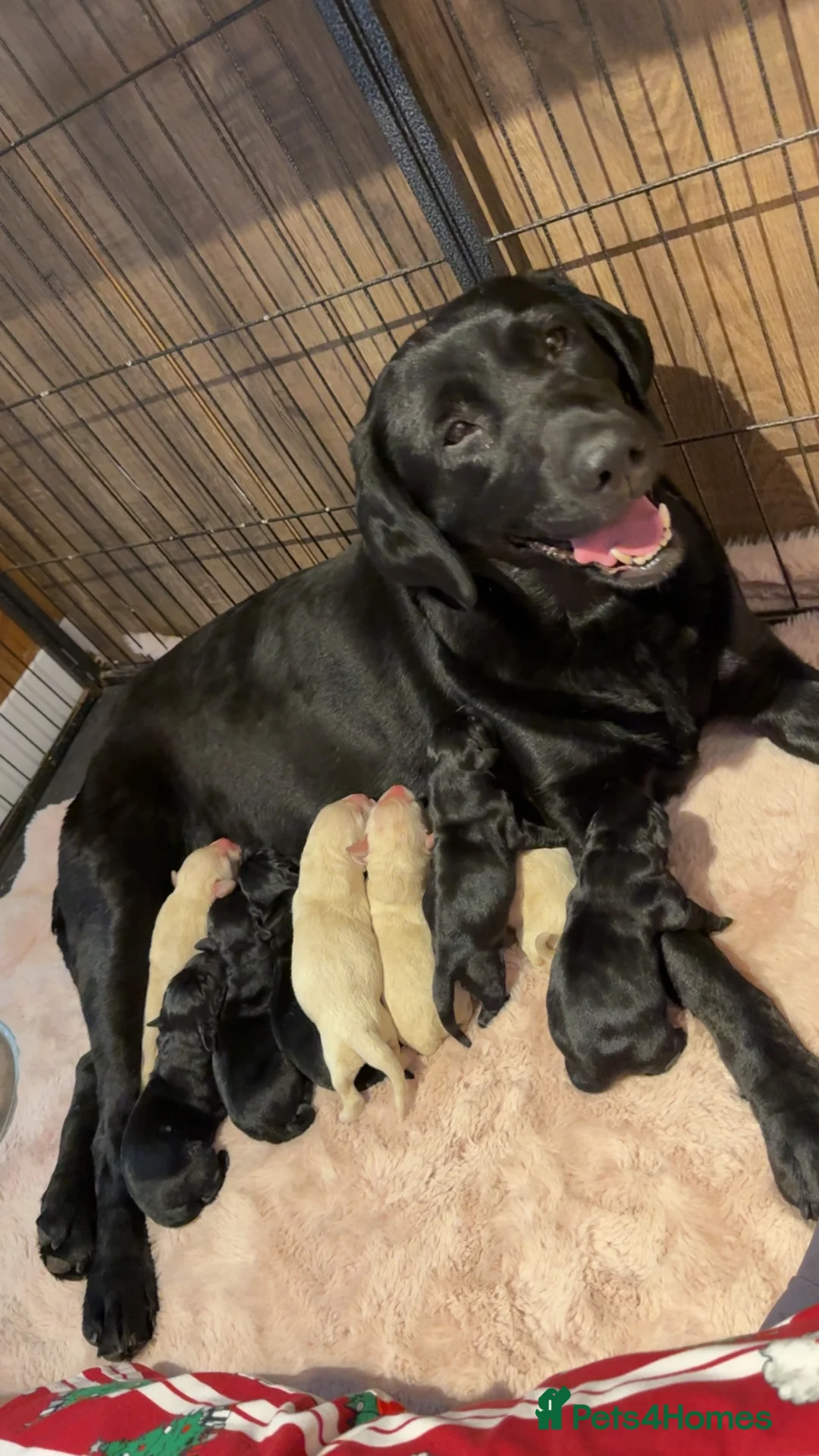 Labrador Retriever dogs for sale: Labrador retriever pups for sale black and gold X in Newark - Advert 19