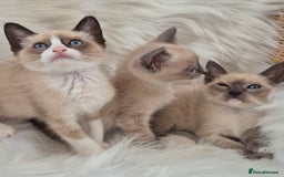 Snowshoe cats for sale: Stunning pedigree Snowshoe kittens  - Image 2