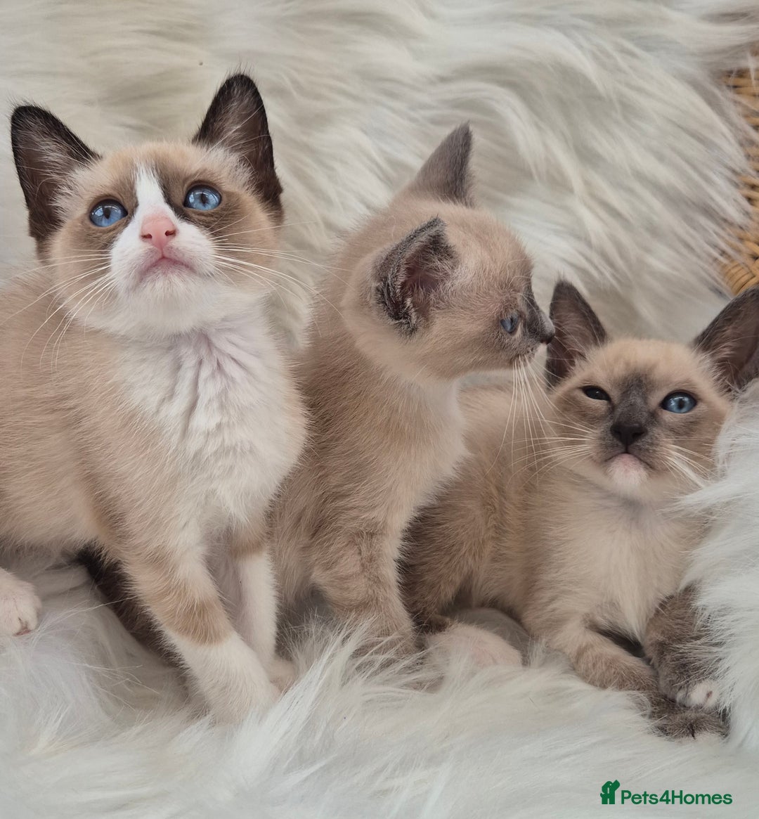 Snowshoe cats for sale: Stunning pedigree Snowshoe kittens  - Image 2