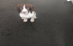 Sprocker dogs for sale: 5 sprocker boy pups - Image 7