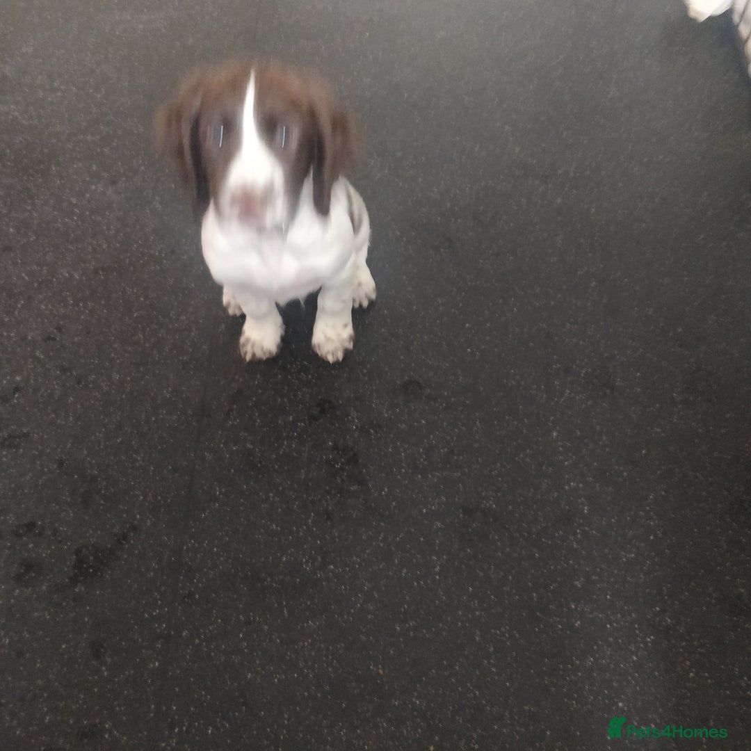 Sprocker dogs for sale: 5 sprocker boy pups - Image 7