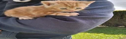 Mixed Breed cats for sale: Various beautiful kittens  - Advert 8