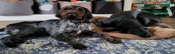German Wirehaired Pointer dogs for sale: KC Registered German Wirehaired Pointer Puppies - Advert 11